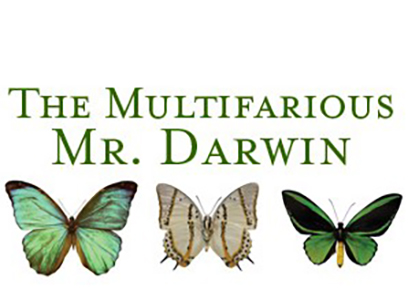 butterflies image