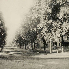 tree-lined street