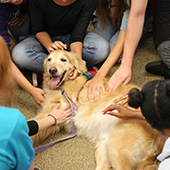 therapy dogs